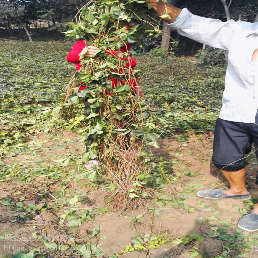 爬藤树苗 爬山虎 四季爬藤植物