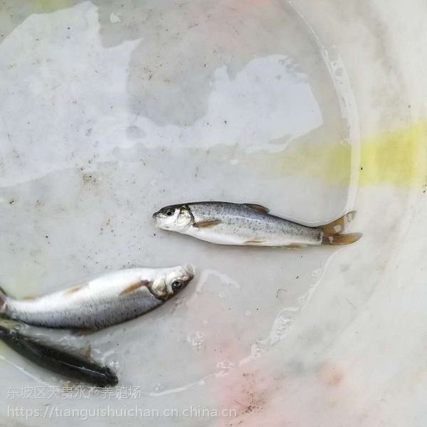 云南雅鱼苗裂腹鱼四川细鳞鱼苗