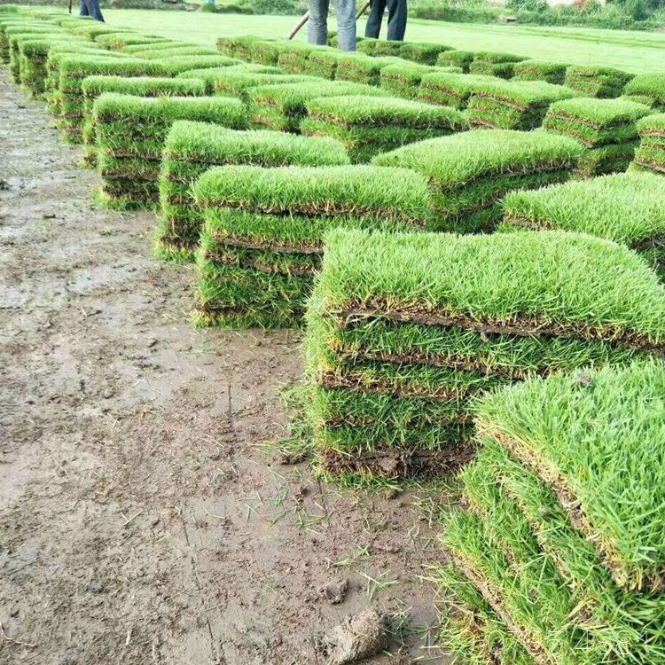 供应马尼拉草皮 台湾青草坪块 马尼拉/沟叶结缕草 园林绿化工程用的常用天然草种类 价格优惠