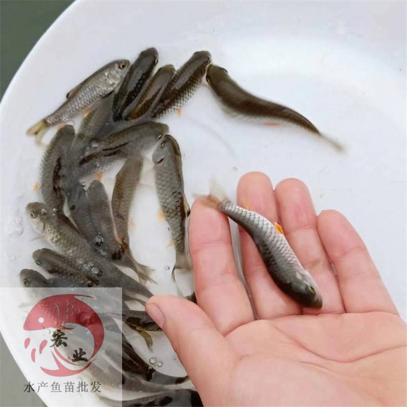 汕頭軍魚苗光倒刺䰾魚