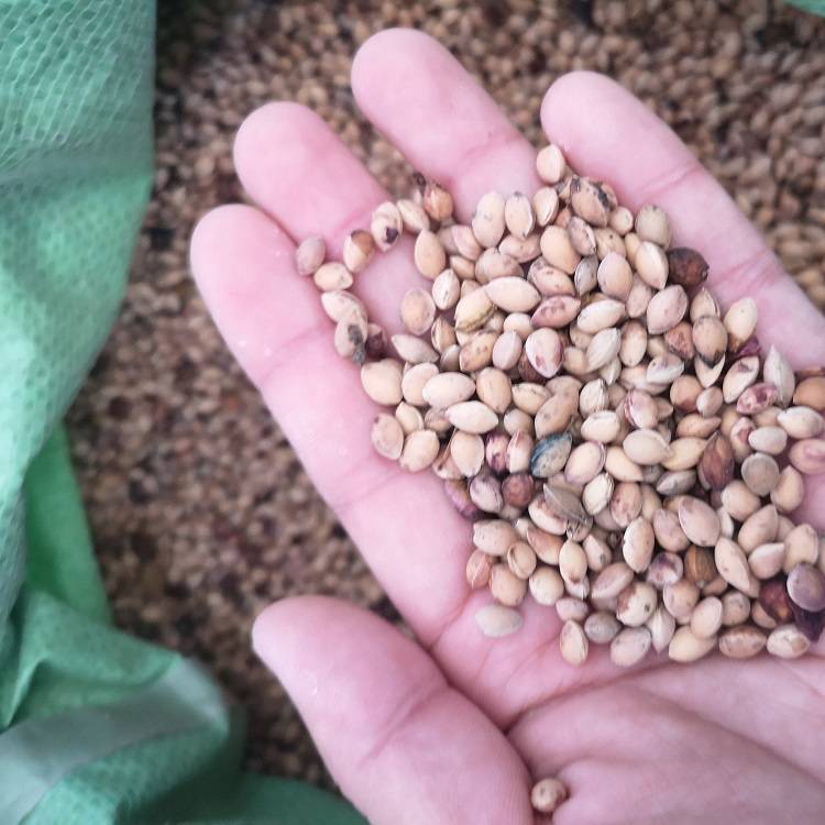 沙藏马哈利种子大连马哈利樱桃籽马哈利大樱桃种子