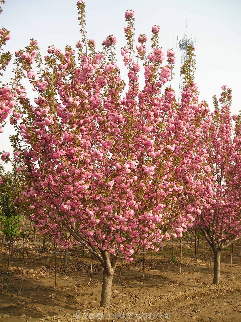 日本晚樱花品种关山樱花树樱花树苗哪里有