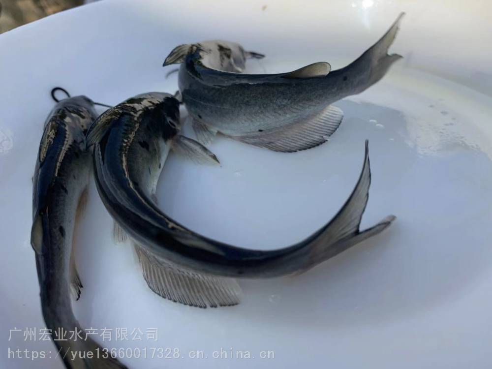 【宏业***美国***叉尾鮰鱼苗 湖南叉尾鱼 叉尾鮰水花各种规格】价格