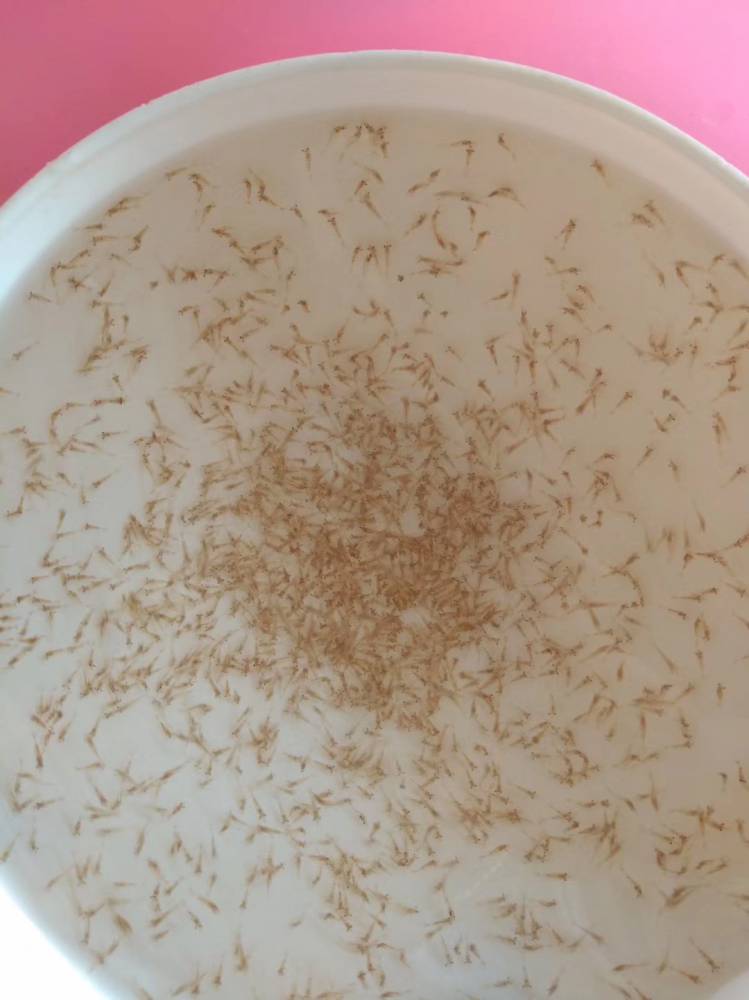 【罗氏沼虾苗】价格_厂家 - 中国供应商