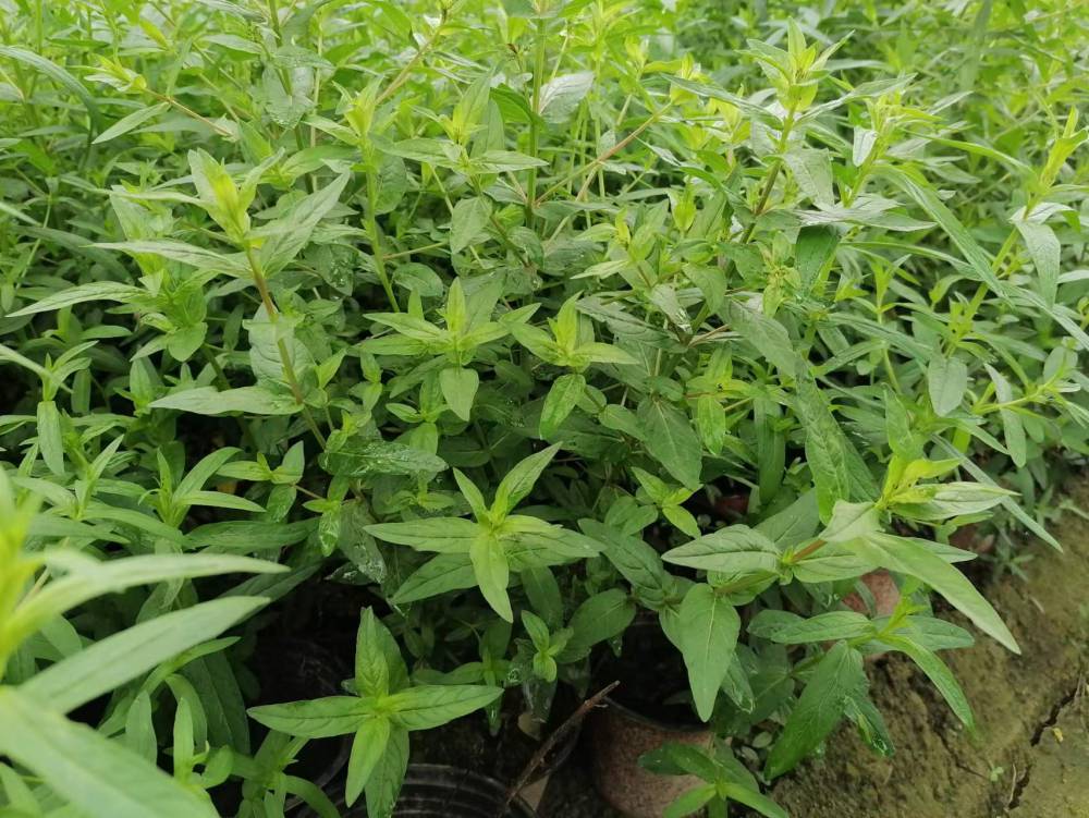 千屈菜杯苗批发四川水生植物基地出售大小杯千屈菜