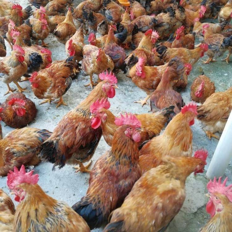 鸡苗供应厂家小鸡苗养殖技术指栏批发市场鸡苗销售基地