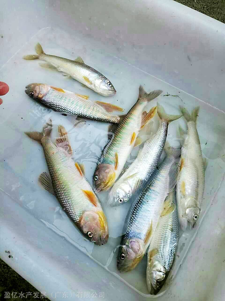 湖南马口鱼苗马口鱼苗养殖基地行情报价