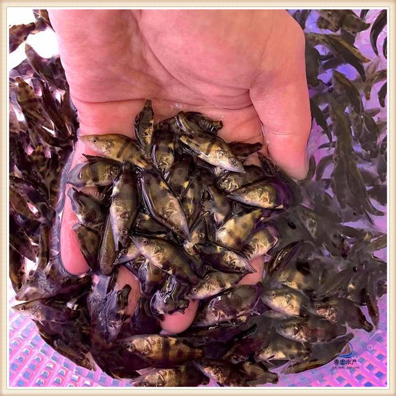 鳜鱼苗循环水养桂鱼苗放养2022年翘嘴桂花鱼苗