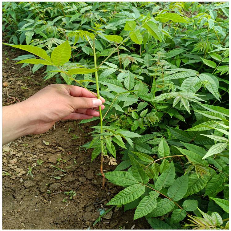 聊城哪里有香椿树苗卖矮化香椿苗提供香椿苗种植技术