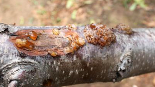 桃树流胶的原因分析和科学防治方法用溃腐灵杀菌剂刷树干