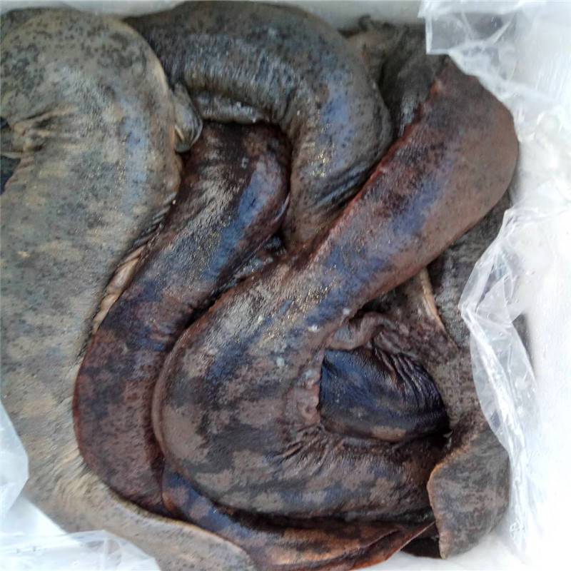 宰杀娃娃鱼娃娃鱼家庭制作方法大全