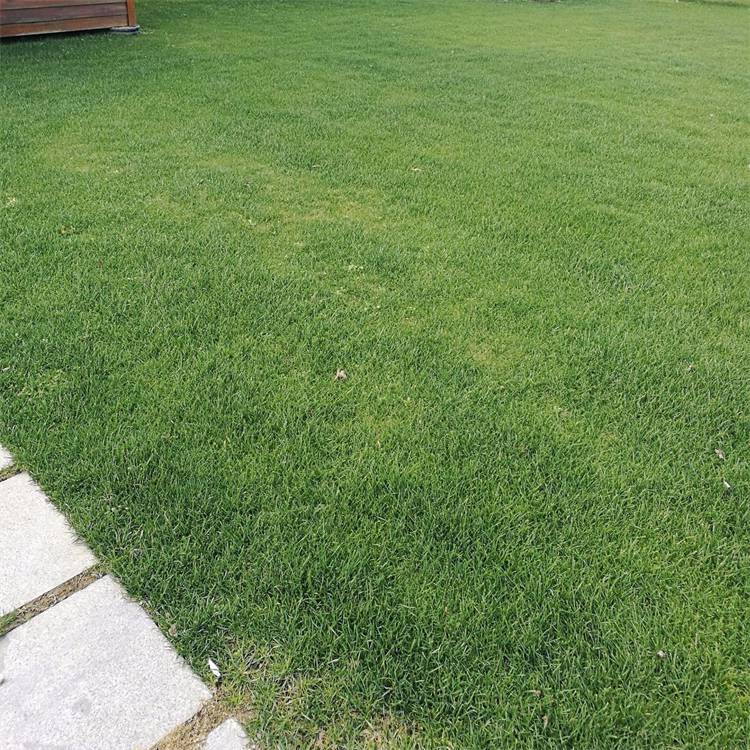 狗牙根百慕大草坪草皮批发工业区绿化草坪草皮耐寒耐旱真草坪