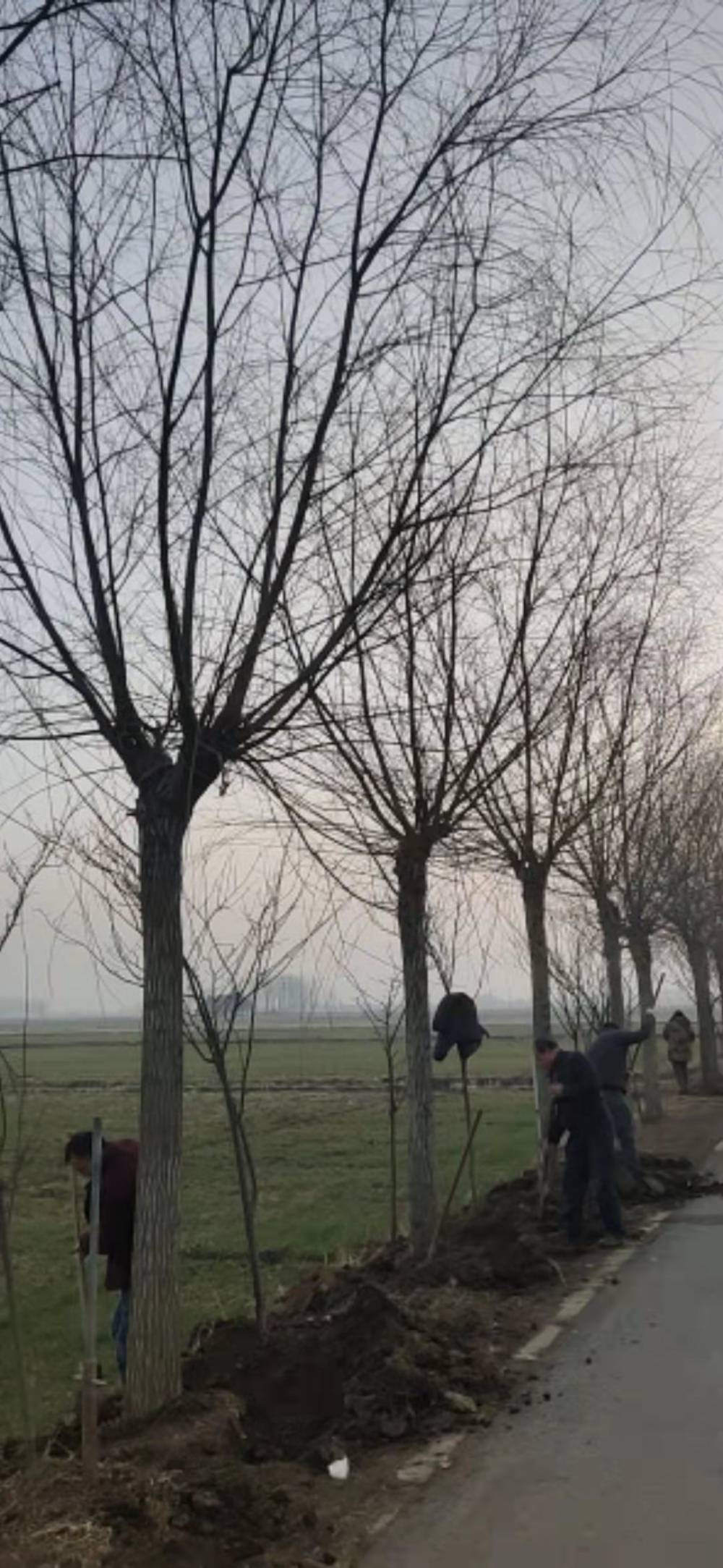 供应黄柳黄柳树黄柳苗黄柳种苗黄柳树苗黄柳基地