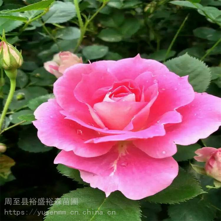 观花树苗能开8个月 西安月季*** 绿化风景树 咸阳月季树