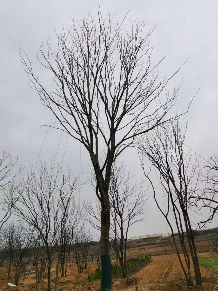 朴树基地朴树3米高朴树小苗处理