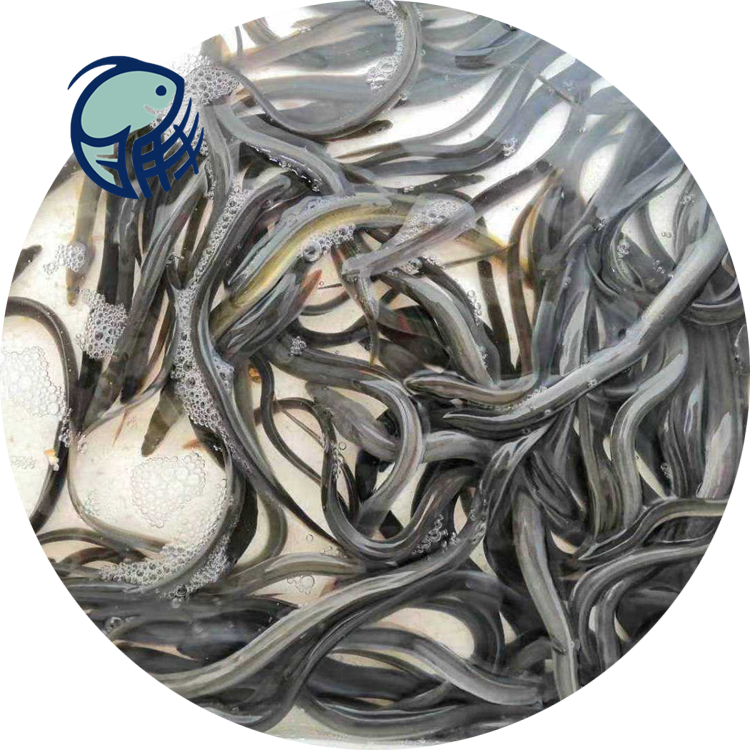 安乔鳗鱼苗白鳝鱼苗白鳗鱼苗花锦鳝苗欧鳗鱼苗美洲鳗苗花鳗苗全国包活