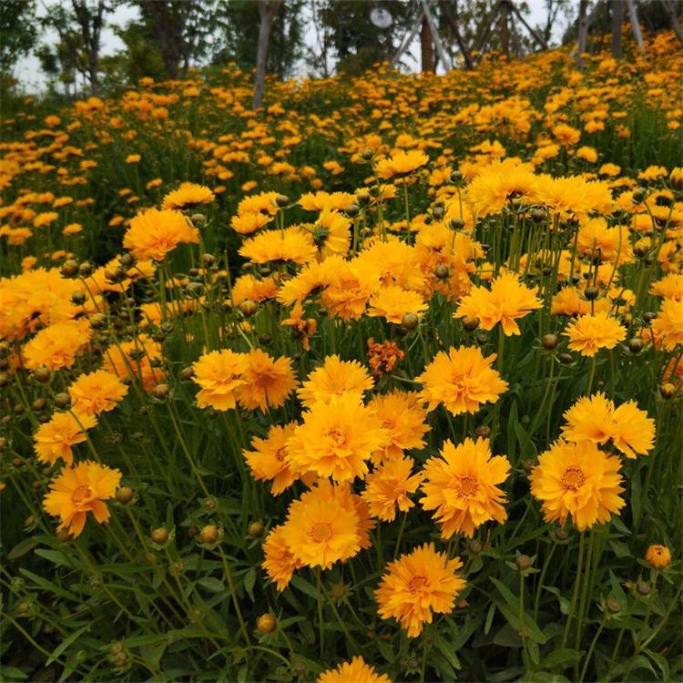 大花金雞菊(coreopsis grandiflora),別名大花波斯菊,為菊科金雞菊屬