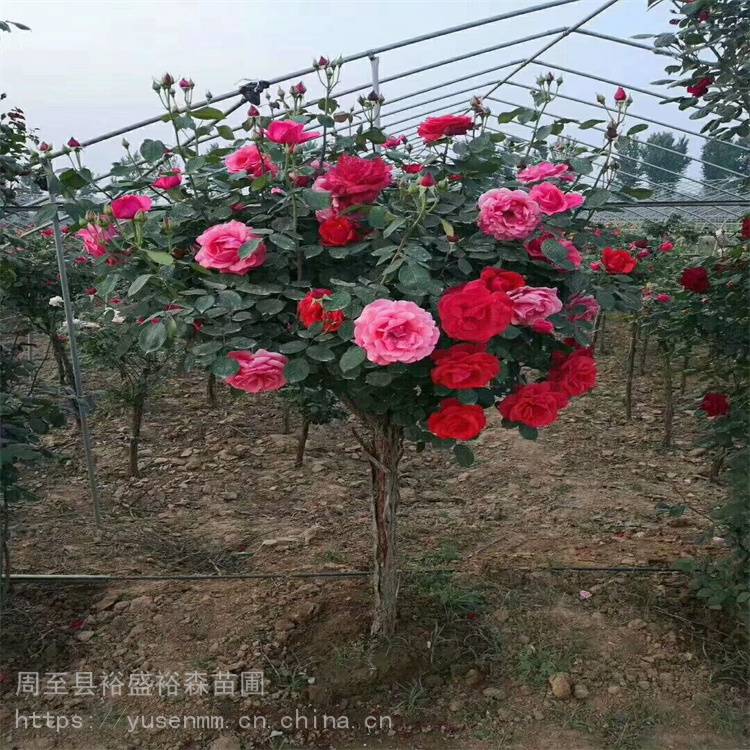 月季批发 分枝繁多耐修剪 树桩月季 街道绿化苗木花卉