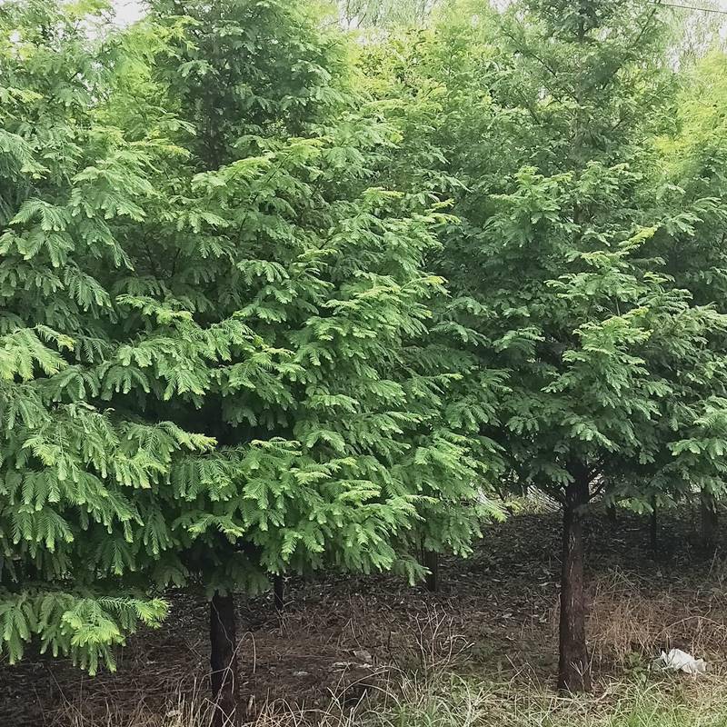 水杉小苗_13公分水杉苗_南阳上车价格
