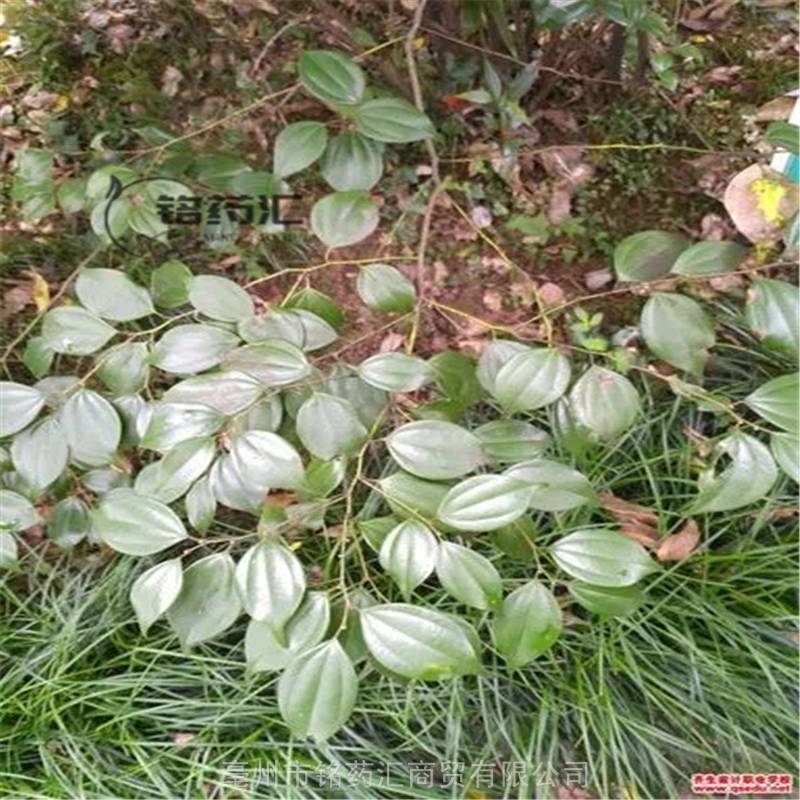 中药材白叶柴野生乌药产地大货药食同源散装无杂质上千种中药材