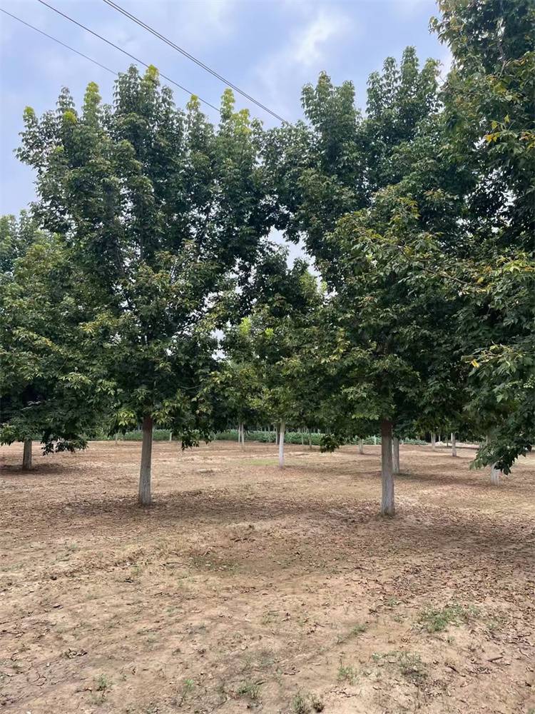 【8公分 15公分金叶复叶槭小苗 景区造型风景树】价格_厂家-中国供应