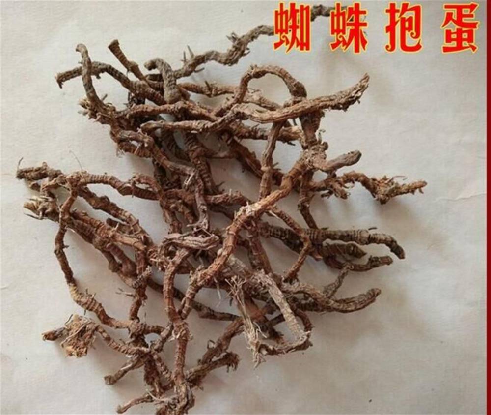 野生蜘蛛抱蛋批发价格野生蜘蛛抱蛋功效图片