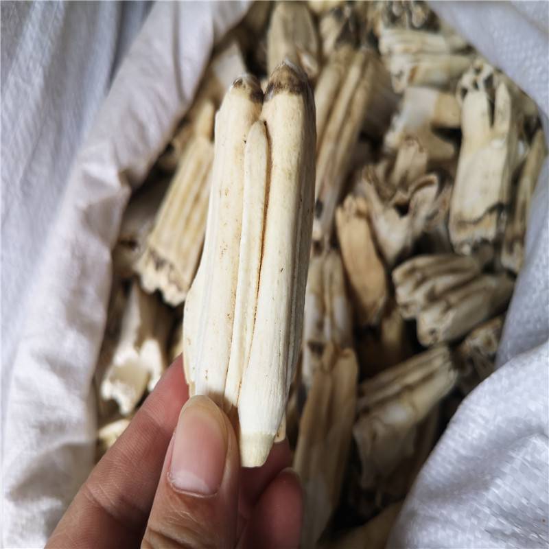 正宗牛齿多少钱牛牙全国供应