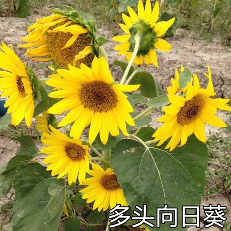 多頭向日葵種子觀賞葵花種子向日葵花海種子可貨到付款