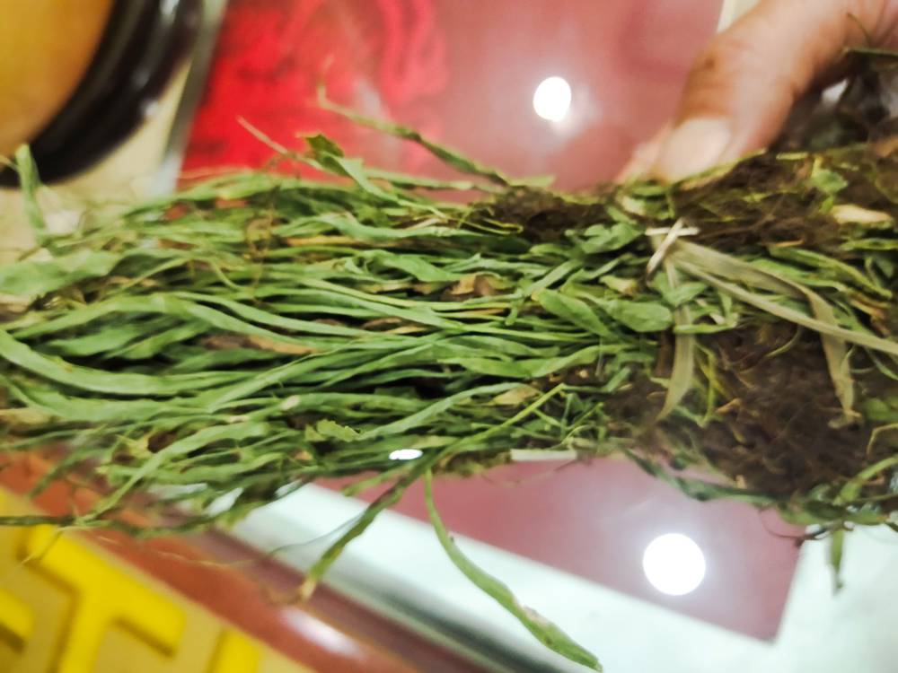 过桥草批发新货过桥草的药用价值