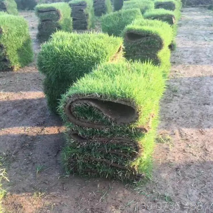 供应 马尼拉草皮卷 马尼拉/沟叶结缕草 草坪价格 生态边坡公路 绿化草地常用草籽草种类 多少钱一方