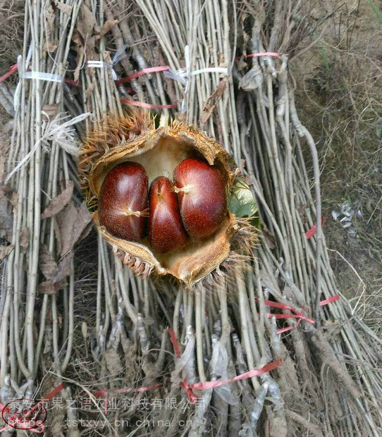 云早栗板栗苗种的怎么样云早栗板栗苗哪里有卖