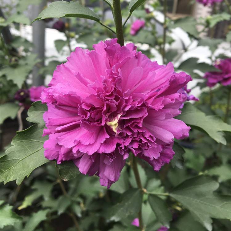 日本木槿花紫玉和蓝莓冰沙木槿的区别品种木槿价格参考