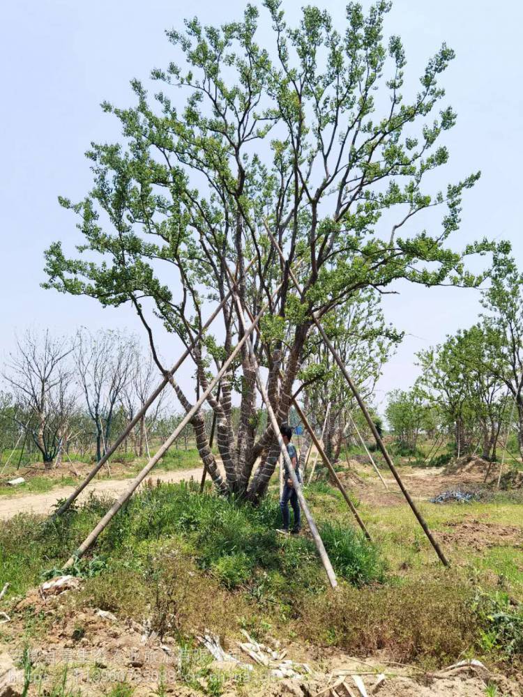 丛生乌桕14公分乌桕单杆丛生乌桕树供货商家