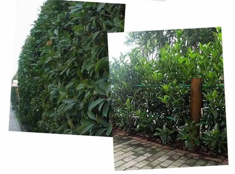 法国冬青树苗篱笆苗庭院绿化耐寒珊瑚苗地栽四季常青常绿围墙植物