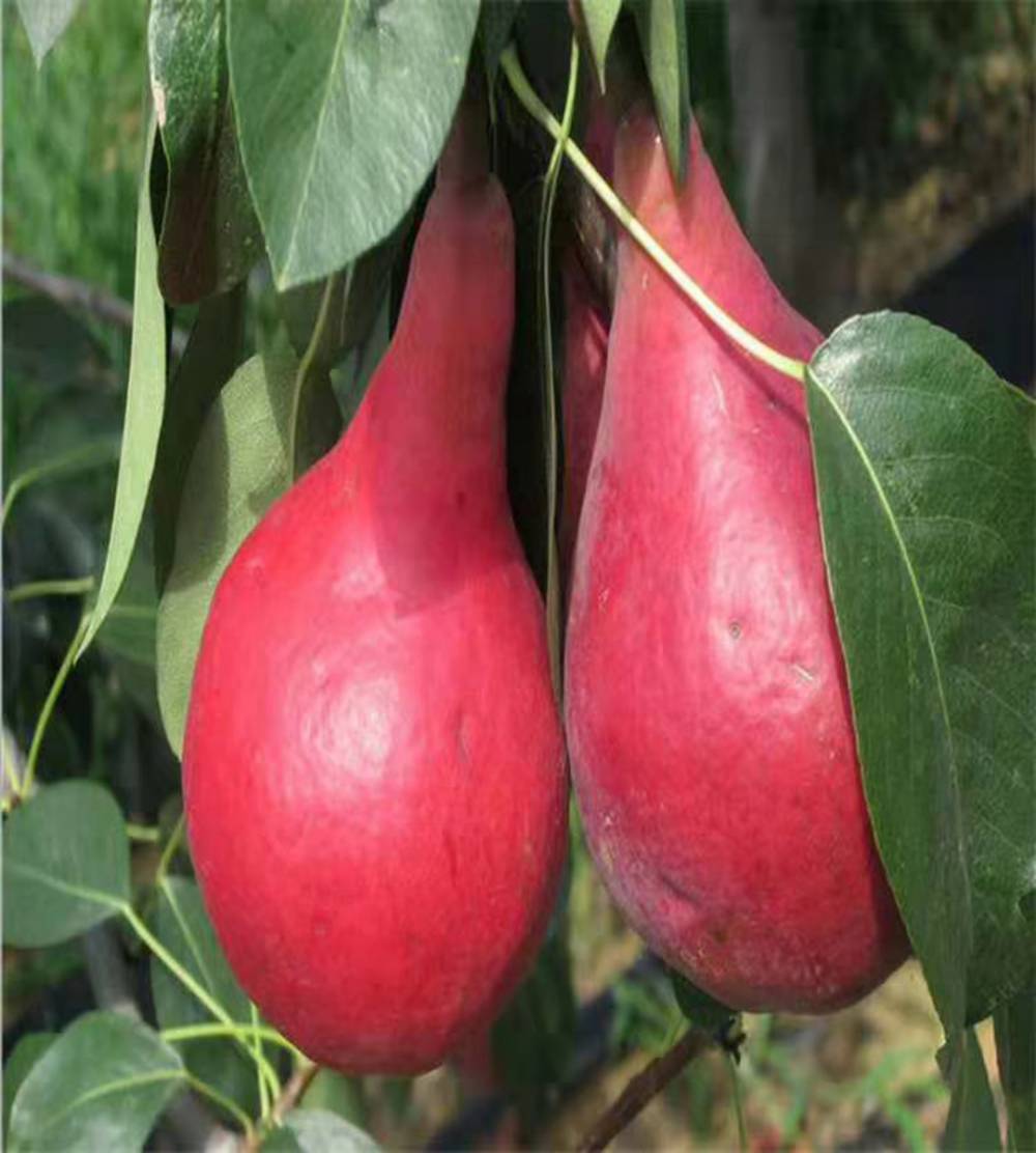 宿州梨1号盆栽果树苗谁家梨树苗价格低全红梨树小苗多少钱一颗