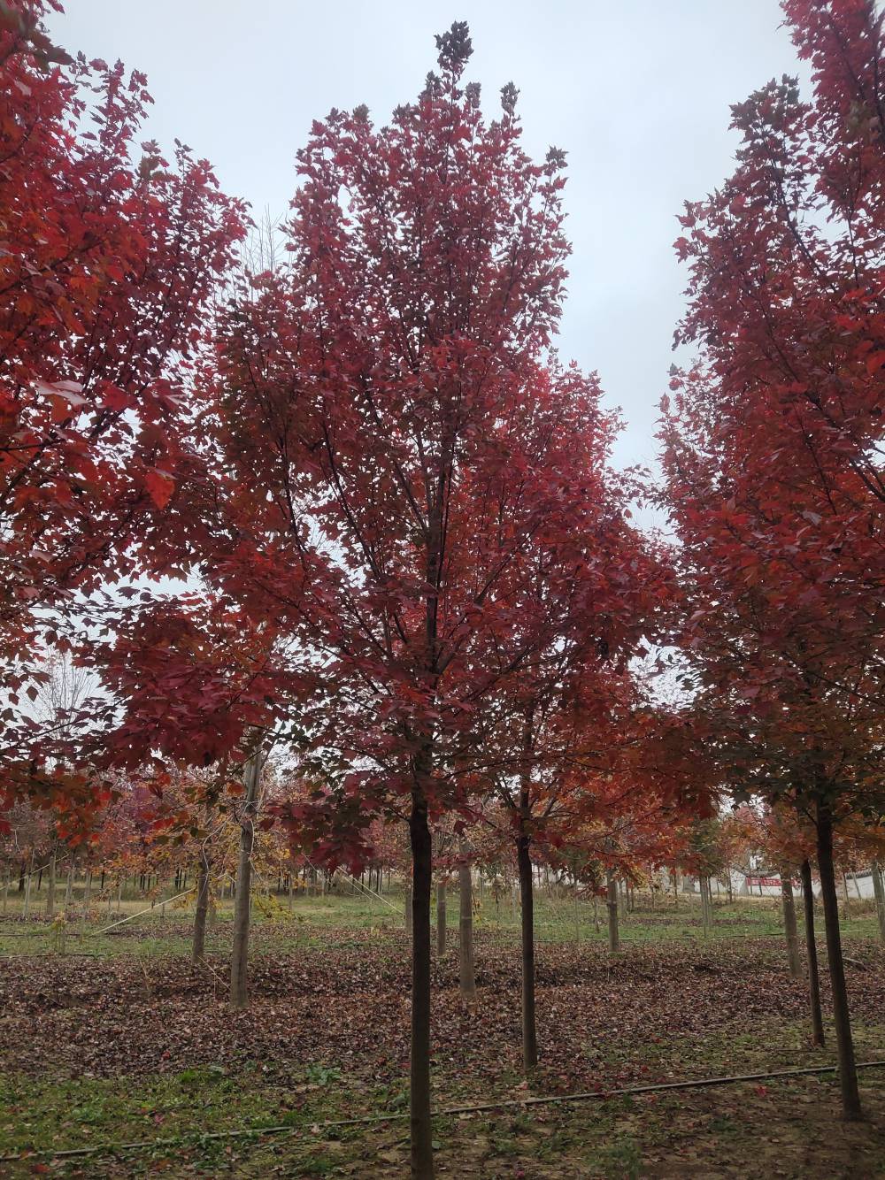 美国红枫十月光辉