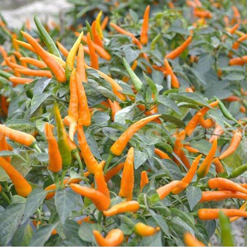 艳黄朝天椒黄辣椒黄米椒黄贡椒高产辣椒种子