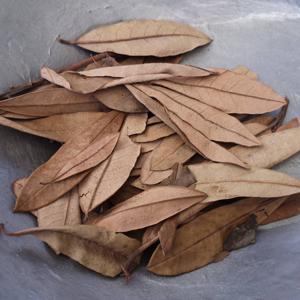 金叶子价格多少一公斤劳伤叶补骨灵批发