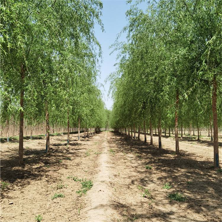 7公分垂柳青皮垂柳产地拉萨垂柳种植基地