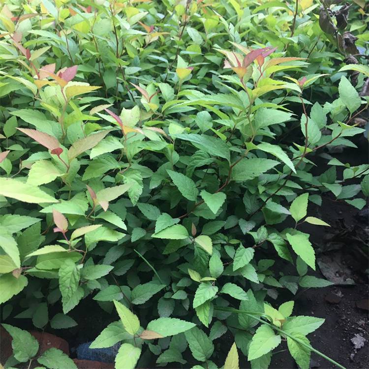 批发金山绣线菊工程苗盆苗绿化苗彩色苗木耐旱耐寒地被植物