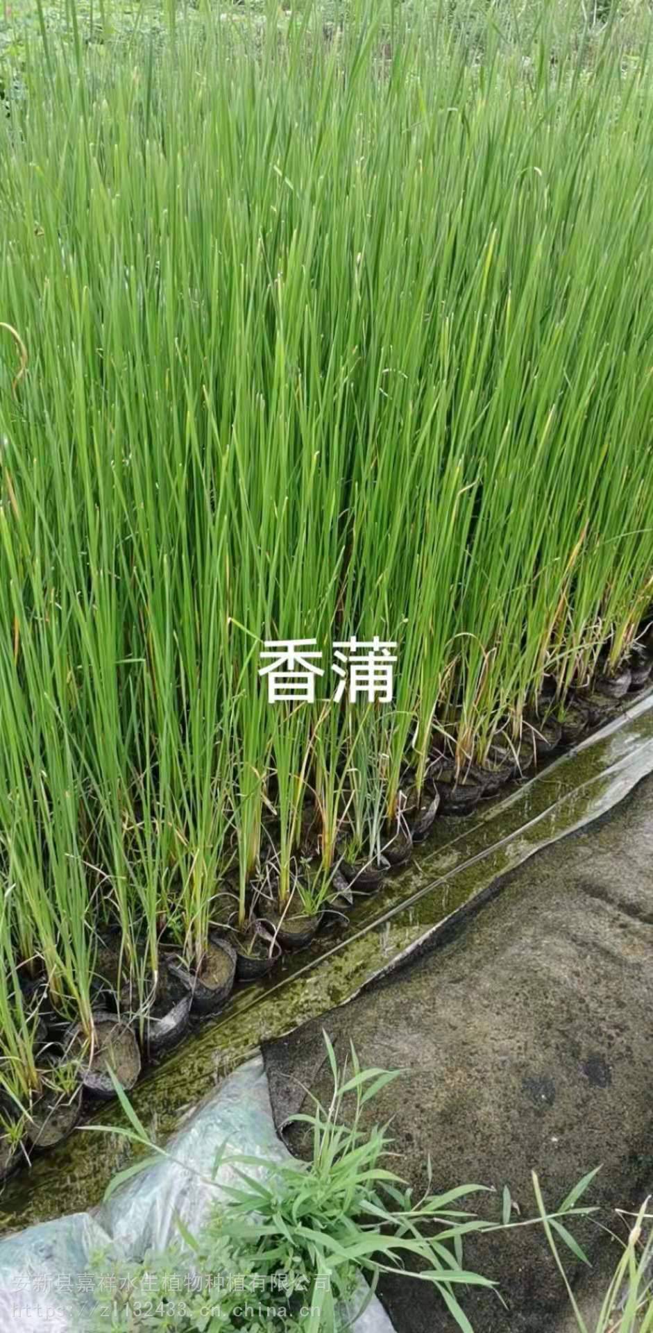安徽香蒲价格水生植物小苗合肥小香蒲苗价格低