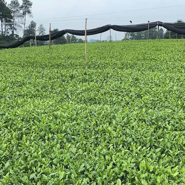 福鼎大白茶苗福选9号茶苗根系发达