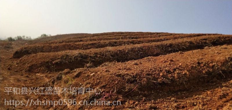 红心柚苗哪里最好