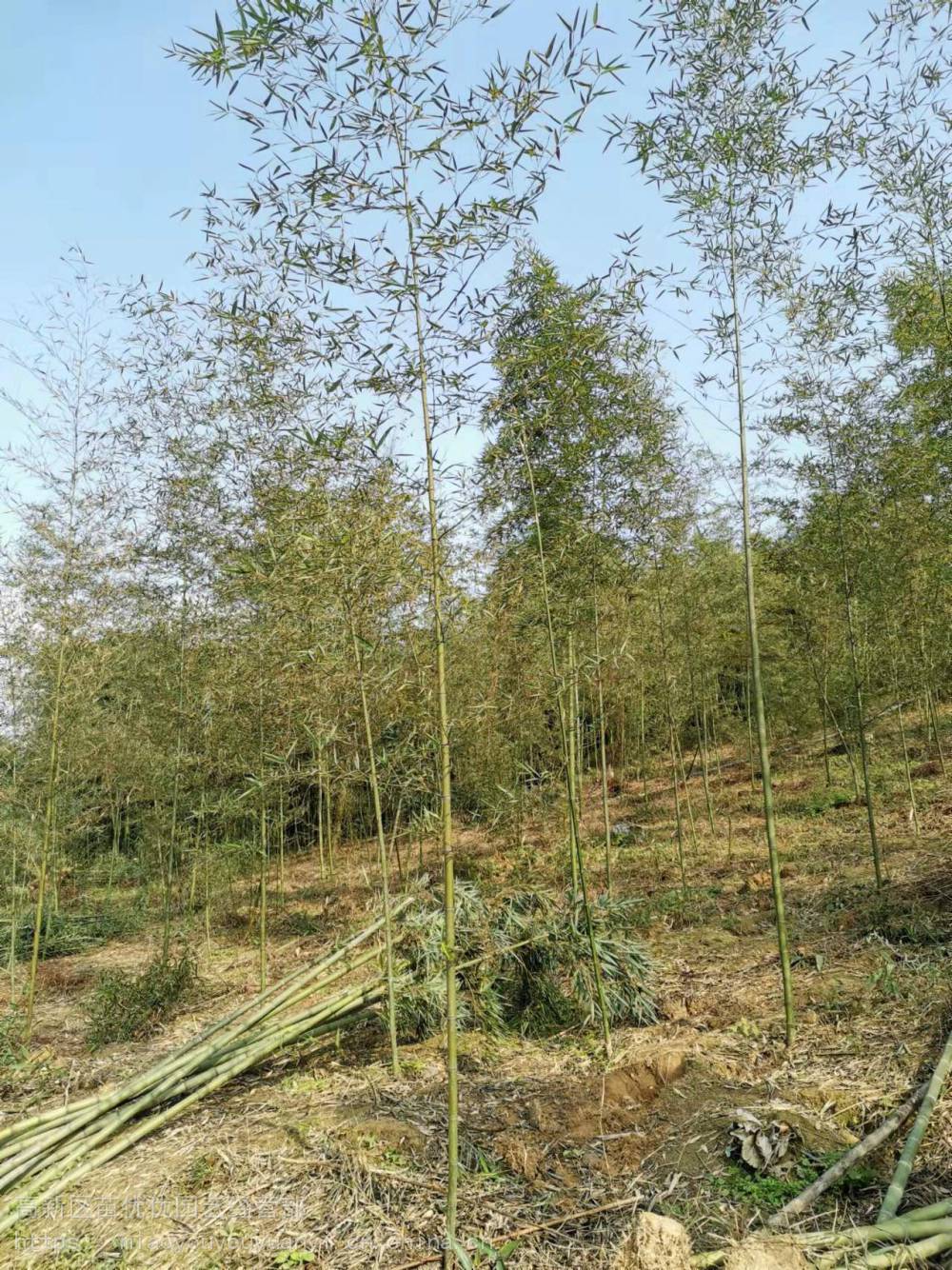 雷竹基地,乌头细叶雷竹,雷竹出售,雷竹批发