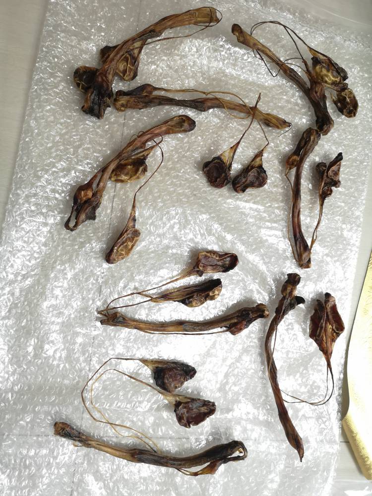 中药材海狗肾价格海狗泡酒的好处海狗哪里购买