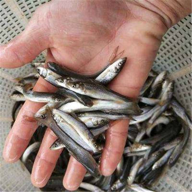 山東重口裂腹魚供應商大量供應細鱗魚魚苗多少錢一斤圖片