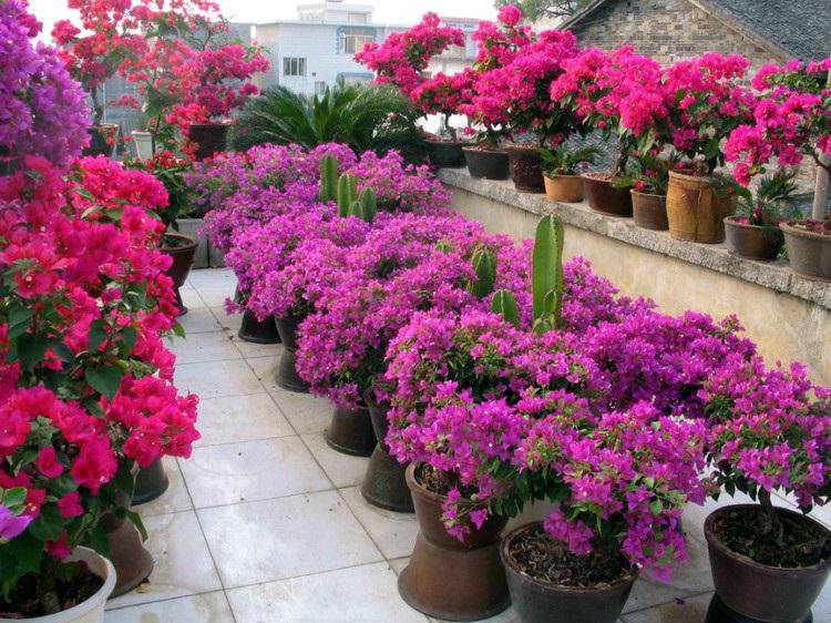 16深圳勒杜鹃种植绿化苗基地直批00:18北欧风琴叶榕室内盆景批发租售