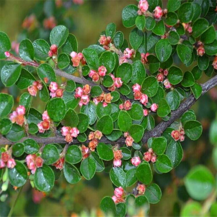 長期供應平枝荀子小苗平枝栒子樹苗規格全庭院綠化鋪地蜈蚣苗成活好