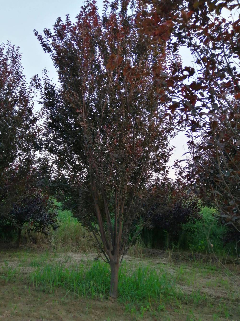 紫叶李行道树红叶李绿化苗乔木庭院种植花卉植物基地直销规格齐全