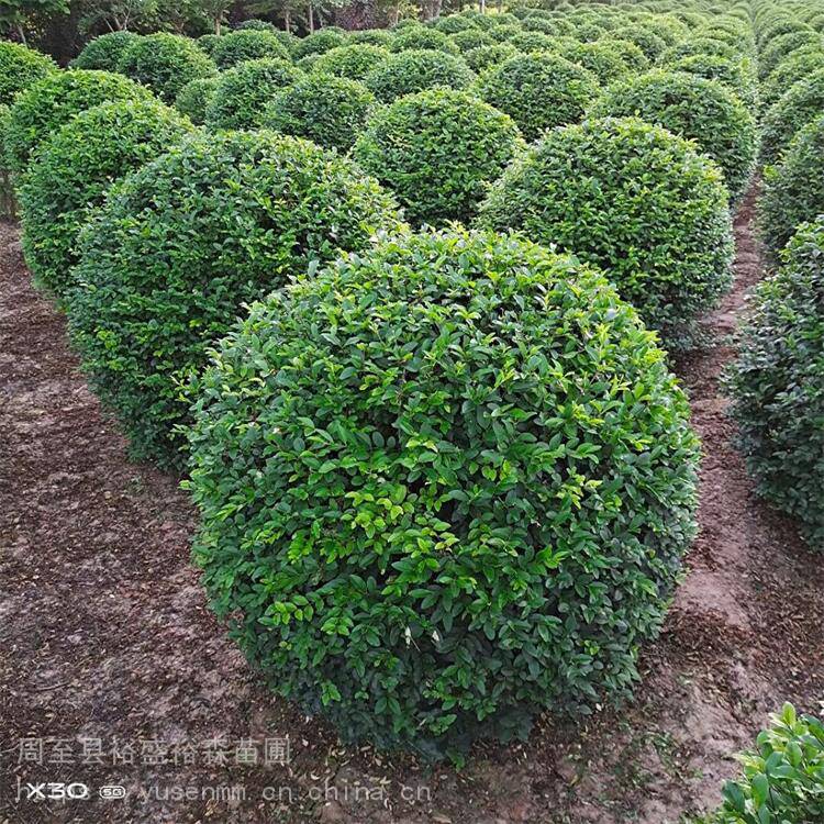 精修圆体冬青球杨凌花圃 耐修剪四季冬青 园林绿化苗木